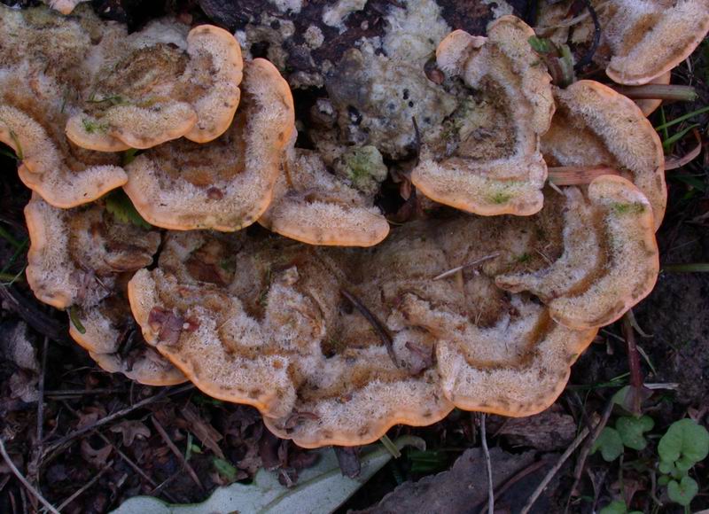 Nel parco sotto casa